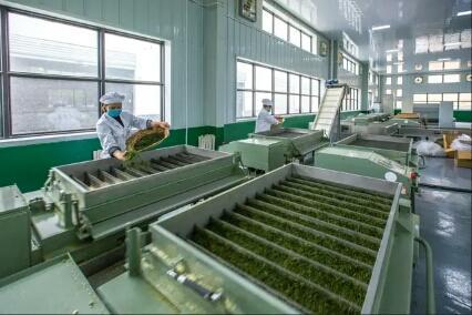 魅力茶乡再添金字招牌 平昌青芽茶喜获国家地理标志证明商标